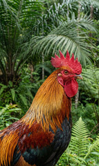 Majestic Indonesian Rooster Headshot