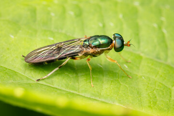 Closeup on a soldier fly resting on a green leaf with blurred background and copy space