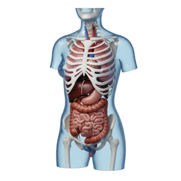 Detailed female human anatomy showcasing internal organ systems isolated on transparent background