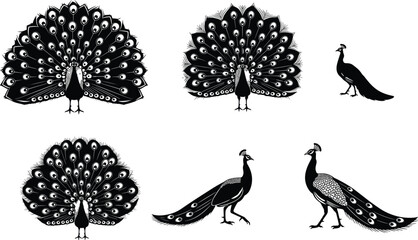 Peacock silhouette illustration set, detailed feather display artwork, elegant bird designs, decorative animal vector collection for nature and ornamental themes © Its Marjia's World