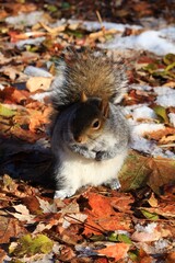 Squirrel in Autumn Leaves with snow