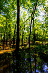 Twin Swamps Nature Preserve in Spring, Posey County, Indiana