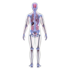Fototapeta premium Human body anatomy with visible organs, skeleton, and vessels isolated on transparent background