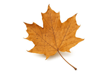 Fototapeta premium Golden maple leaf changing color for autumn fall season, natural dry foliage on transparent background