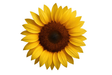 Obraz premium Sunflower blossom with bright yellow petals, radiating happiness and natural beauty, isolated on transparent background