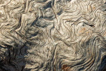 Burl Texture Of Old Log