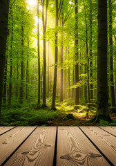 Sunlit Forest with Wooden Platform