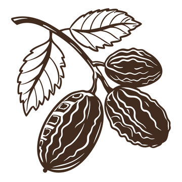 raisin on white background 