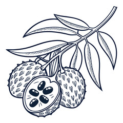 quandong vector