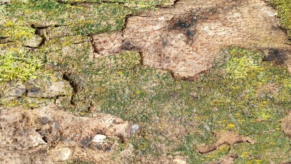 Vibrant Green Moss and Rough, Cracked Bark Texture of Old Forest Tree Close-up for Abstract Nature Background