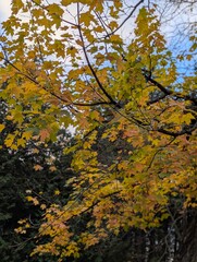 yellow maple leaves