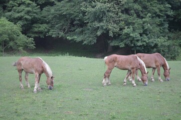 Obraz premium Three Belgian draft horses grazing in a green pasture near the forest edge