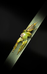The&nbsp;Green Jumping Spider&nbsp;or Mopsus mormon.