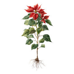 Watercolor illustration of a poinsettia plant with red bracts and green leaves, showing roots, on a black background.