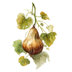 Watercolor painting of a gourd with leaves on a black background