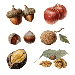 Collection of autumn nuts and fruits, including acorns, hazelnuts, walnuts, and apples, on a black background.