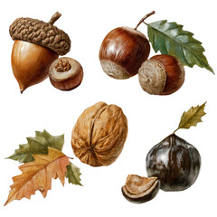 Collection of nuts and leaves with a black background