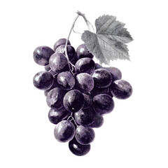 Vintage illustration of a bunch of dark grapes with a leaf on a black background