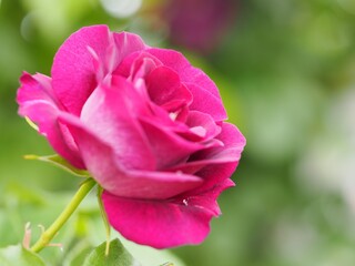 紫色のバラ　ソニャドール