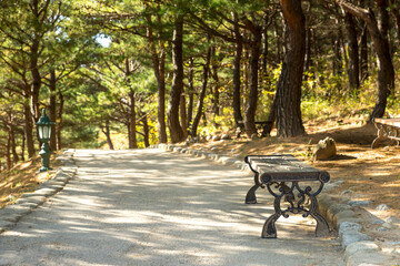 Naksansa Temple's Pine Tree Road