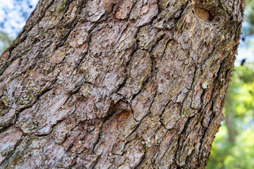 surface of a large pine tree
