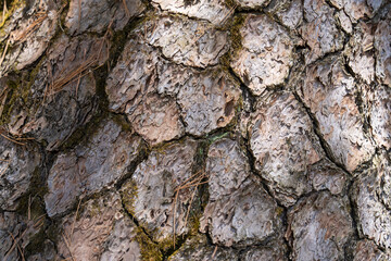 surface of a large pine tree