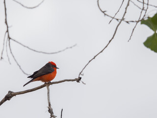 Vermillion flycatcher perched on a tree branch in Tucson, Arizona. 