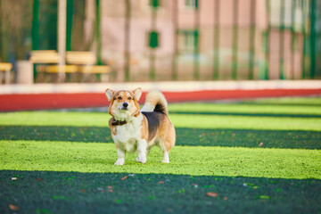 corgi happily explores a vibrant green field in a park. The sun shines down creating a cheerful atmosphere as the dog enjoys its playtime. Nearby benches and trees add to the scenery.