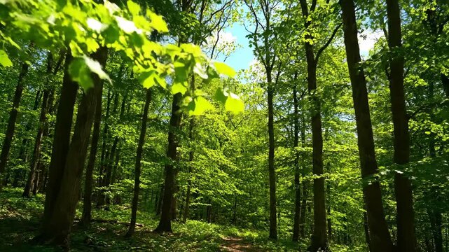 Serene forest sunlight filters through lush green leaves, creating tranquil nature woods, vibrant trees, dappled sunlight, leaf canopy evoking peace