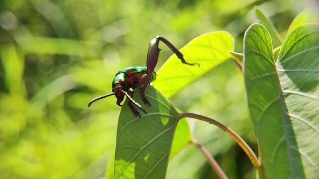 Frog-Legged Beetle (Sagra buqueti) on Leaf &ndash; Vibrant Metallic Macro Insect for Education and Nature Study