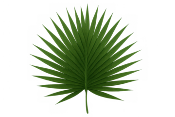 Green palm frond tropical leaf with fan shape design on transparent background for nature concept