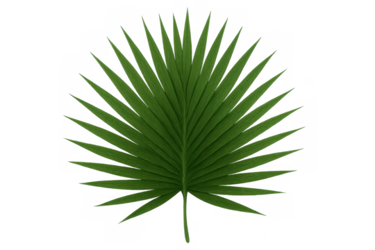 Green palm frond tropical leaf with fan shape design on transparent background for nature concept - Powered by Adobe