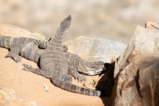 the two lizards are passing each other