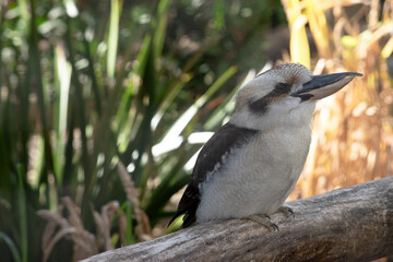 the laughing kookaburra is perched on a branch
