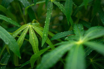 Lush green cassava leaves, adorned with glistening raindrops, are captured in a close-up, showcasing their unique palmate shape and fresh, vibrant texture