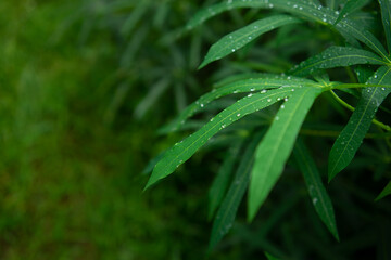 Lush green cassava leaves, adorned with glistening raindrops, are captured in a close-up, showcasing their unique palmate shape and fresh, vibrant texture