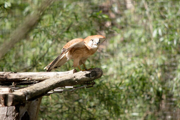 the nankeen kestrel is taking off
