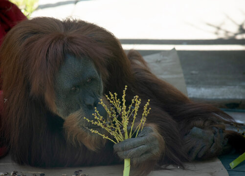 Orangutans are the largest arboreal mammal, spending most of their time in trees. Long, powerful arms and grasping hands and feet allow them to move through the branches.