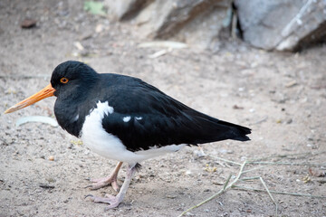this is a side view of an pied oyster catcher