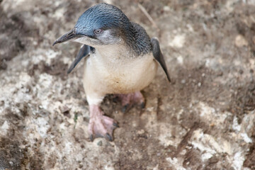 the penguin is walking to the beach