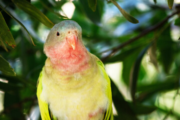 the princess Alexandras parrot is perch in a tree