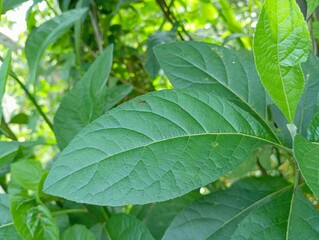 green leaves in the garden