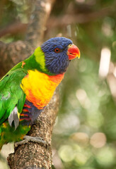 this is a side view of a rainbow lorikeet