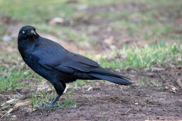 Obraz premium the Australian raven is a black bird with white eyes and grey feet and beak