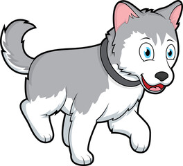 Cute Husky dog walking