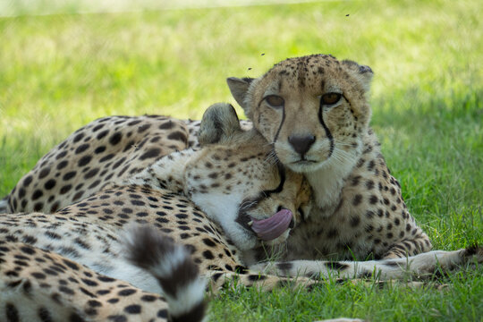 cheetah resting on shoulder of cheetah