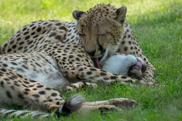 Cheetah cleaning another cheetah 