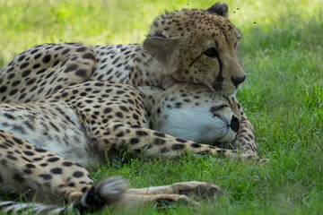 2 cheetah in the grass