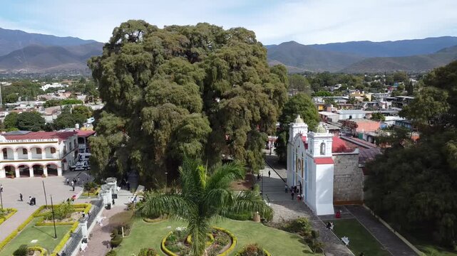 The ancient Tule tree, the tree with the largest trunk diameter in the world (Taxodium mucronatum). Santa Mar&iacute;a del Tule, Oaxaca, Mexico
