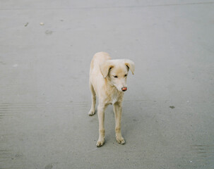 Close-up of White Chinese Rural Dog Standing on Stone Road in Countryside, Guanghan, China